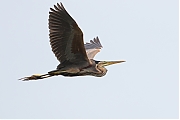 Filename=Purperreiger-20200727g1280YSXX8228b.jpg
Filesize=504KiB
Dimensions=1280x960
Date added=Jul 28, 2020 Purperreiger-20200727g1280YSXX8228b.jpg