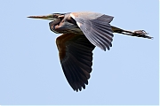 Purperreiger-20210531g14401A1A9593btbcrfb.jpg