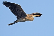 Filename=Purperreiger-20240729g14401A1A3754atcrfb-Scherpenisse.jpg
Filesize=516KiB
Dimensions=1280x960
Date added=Aug 02, 2024 Purperreiger-20240729g14401A1A3754atcrfb-Scherpenisse.jpg