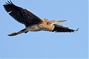 Filename=Purperreiger-20240729g14401A1A3756atcrfb-Scherpenisse.jpg
Filesize=556KiB
Dimensions=1280x960
Date added=Aug 02, 2024 Purperreiger-20240729g14401A1A3756atcrfb-Scherpenisse.jpg