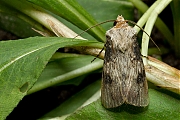 Puta-uil-Agrotis-puta-20130826g800IMG_9696a.jpg