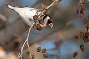 Putter-20101226g1280P1160364an.jpg