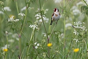 Filename=Putter-20140426g8007X1A1293a.jpg
Filesize=325KiB
Dimensions=800x600
Date added=Apr 26, 2014 Putter-20140426g8007X1A1293a.jpg