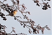 Filename=Putter-20211207g14401A1A3716a-De-Rondgors.jpg
Filesize=636KiB
Dimensions=1280x960
Date added=Dec 23, 2021 Putter-20211207g14401A1A3716a-De-Rondgors.jpg