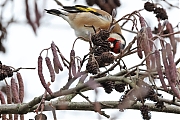 Filename=Putter-202301101g1440A1A8411acrfb-Mortelbeek.jpg
Filesize=722KiB
Dimensions=1280x960
Date added=Jan 24, 2023 Putter-202301101g1440A1A8411acrfb-Mortelbeek.jpg