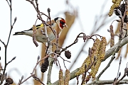 Filename=Putter-20230223g14401A1A9129acrfb-Mortelbeek.jpg
Filesize=645KiB
Dimensions=1280x960
Date added=Mar 21, 2023 Putter-20230223g14401A1A9129acrfb-Mortelbeek.jpg