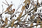 Filename=Putter-20230223g14401A1A9139acrfb-Mortelbeek.jpg
Filesize=779KiB
Dimensions=1280x960
Date added=Mar 21, 2023 Putter-20230223g14401A1A9139acrfb-Mortelbeek.jpg