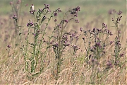 Filename=Putter-20230612g14401A1A7736acrfb-Calfven.jpg
Filesize=860KiB
Dimensions=1280x960
Date added=Aug 24, 2023 Putter-20230612g14401A1A7736acrfb-Calfven.jpg
