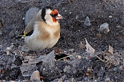 Filename=Putter-20231210g14401A1A2441acrfb-Condors-Fluxis.jpg
Filesize=911KiB
Dimensions=1280x960
Date added=Mar 08, 2024 Putter-20231210g14401A1A2441acrfb-Condors-Fluxis.jpg