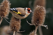 Putter-20241223g14401A1A0839atcrfb-Heikant-Sprundel.jpg