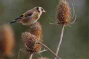 Putter-20241223g14401A1A0883atcrfb-Heikant-Sprundel.jpg