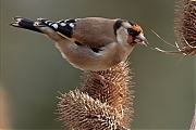 Putter-20241223g14401A1A0889atcrfb-Heikant-Sprundel.jpg