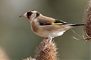 Putter-20241223g14401A1A0920atcrfb-Heikant-Sprundel.jpg