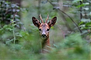 Ree-20110716IMG_8056a.jpg