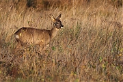 Filename=Ree-20211029g14401A1A1988acrfb-De-Reten.jpg
Filesize=903KiB
Dimensions=1280x960
Date added=Oct 29, 2021 Ree-20211029g14401A1A1988acrfb-De-Reten.jpg