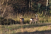 Filename=Ree-20211029g14401A1A2125acrfb-De-Reten.jpg
Filesize=1079KiB
Dimensions=1280x960
Date added=Oct 29, 2021 Ree-20211029g14401A1A2125acrfb-De-Reten.jpg