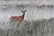 Ree-20220525g14401A1A0753dncrfb-Oude-Buisse-Heide.jpg