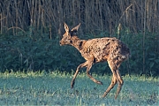 Ree-20250501g14401A1A7509btcrfb-Broskens.jpg
