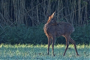Ree-20250501g14401A1A7520btcrfb-Broskens.jpg