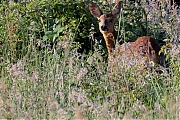 Filename=Ree-20250528g14401A1A8166acrfb-Pannenhoef.jpg
Filesize=1193KiB
Dimensions=1280x960
Date added=Jun 09, 2024 Ree-20250528g14401A1A8166acrfb-Pannenhoef.jpg