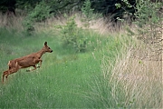 Ree-20250603g14401A1A9201atcrfb-Regte-Heide.jpg