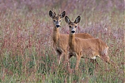 Ree-20260515g14401A1A3032avcrfb-Castelreesche-Heide.jpg