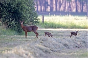Ree-20260529g14401A1A3810avcrfb-Maatjes.jpg