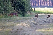 Ree-20260529g14401A1A3820avcrfb-Maatjes.jpg