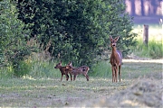 Ree-20260529g14401A1A3836avcrfb-Maatjes.jpg