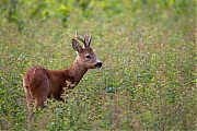 Ree-20260721g14401A1A5403avcrfb-Korhoenderpad.jpg