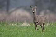 Filename=Ree-Paters-20180409g1280YSXX2157a.jpg
Filesize=675KiB
Dimensions=1280x960
Date added=Apr 09, 2018 Ree-Paters-20180409g1280YSXX2157a.jpg