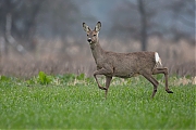 Filename=Ree-Paters-20180409g1280YSXX2158a.jpg
Filesize=675KiB
Dimensions=1280x960
Date added=Apr 09, 2018 Ree-Paters-20180409g1280YSXX2158a.jpg