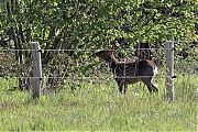 Filename=Ree-bokje-20230427g14401A1A2999acrfbtopaz-Oude-Buisse-Heide.jpg
Filesize=1371KiB
Dimensions=1280x960
Date added=Oct 25, 2023 Ree-bokje-20230427g14401A1A2999acrfbtopaz-Oude-Buisse-Heide.jpg