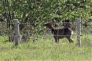 Ree-bokje-20230427g14401A1A2999acrfbtopaz-Oude-Buisse-Heide.jpg