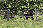 Filename=Ree-bokje-20230427g14401A1A3007acrfbtopaz-Oude-Buisse-Heide.jpg
Filesize=1347KiB
Dimensions=1280x960
Date added=Oct 25, 2023 Ree-bokje-20230427g14401A1A3007acrfbtopaz-Oude-Buisse-Heide.jpg