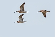 Regenwulp-20150410g14407X1A3490avghcrfb-Oesterdam.jpg