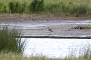 Regenwulp-20170428g1280YSXX8387a~0.jpg