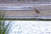Regenwulp-20170428g1440YSXX8387avghcrfb-Maatjes.jpg