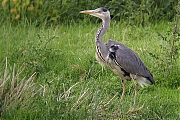 Filename=Reiger-20080528-a64030x-442b.jpg
Filesize=383KiB
Dimensions=800x600
Date added=Dec 07, 2011 Reiger-20080528-a64030x-442b.jpg