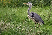 Reiger-20080528-a64030x-442b.jpg