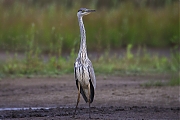 Filename=Reiger-20090711P1070225a.jpg
Filesize=237KiB
Dimensions=800x600
Date added=Dec 07, 2011 Reiger-20090711P1070225a.jpg