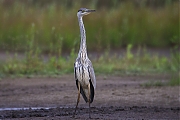 Reiger-20090711P1070225a.jpg