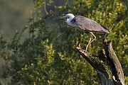 Filename=Reiger-20120811g800IMG_8625a.jpg
Filesize=303KiB
Dimensions=800x533
Date added=Aug 11, 2012 Reiger-20120811g800IMG_8625a.jpg