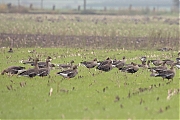 Rietgans-20191020g1280YSXX5808a.jpg