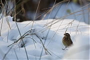 Filename=Rietgors-20130125g8007X1A3251a.jpg
Filesize=310KiB
Dimensions=800x600
Date added=Jan 25, 2013 Rietgors-20130125g8007X1A3251a.jpg