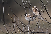 Filename=Rietgors-20220306g14401A1A8175a-Regte-Heide.jpg
Filesize=681KiB
Dimensions=1280x960
Date added=Mar 13, 2022 Rietgors-20220306g14401A1A8175a-Regte-Heide.jpg