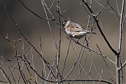 Filename=Rietgors-20220306g14401A1A8177a-Regte-Heide.jpg
Filesize=655KiB
Dimensions=1280x960
Date added=Mar 13, 2022 Rietgors-20220306g14401A1A8177a-Regte-Heide.jpg