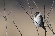 Filename=Rietgors-20220306g14401A1A8206a-Regte-Heide.jpg
Filesize=592KiB
Dimensions=1280x960
Date added=Mar 13, 2022 Rietgors-20220306g14401A1A8206a-Regte-Heide.jpg