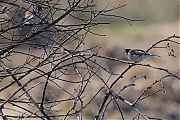 Filename=Rietgors-20220306g14401A1A8211a-Regte-Heide.jpg
Filesize=779KiB
Dimensions=1280x960
Date added=Mar 13, 2022 Rietgors-20220306g14401A1A8211a-Regte-Heide.jpg