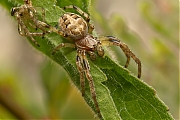 Rietkruisspin-Larinioides-cornutus-20130902g1280IMG_9992a.jpg